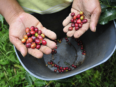 The Colombian coffee
